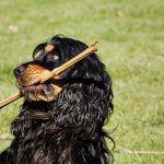 Aprire un centro addestramento cani