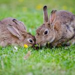 Aprire un allevamento di conigli
